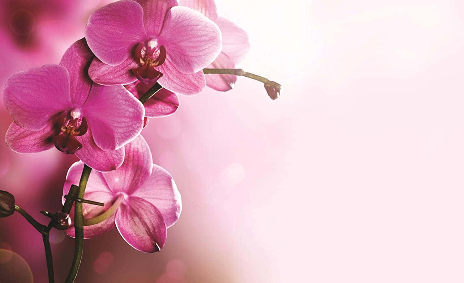 Stunning Orchid Flower in Full Bloom