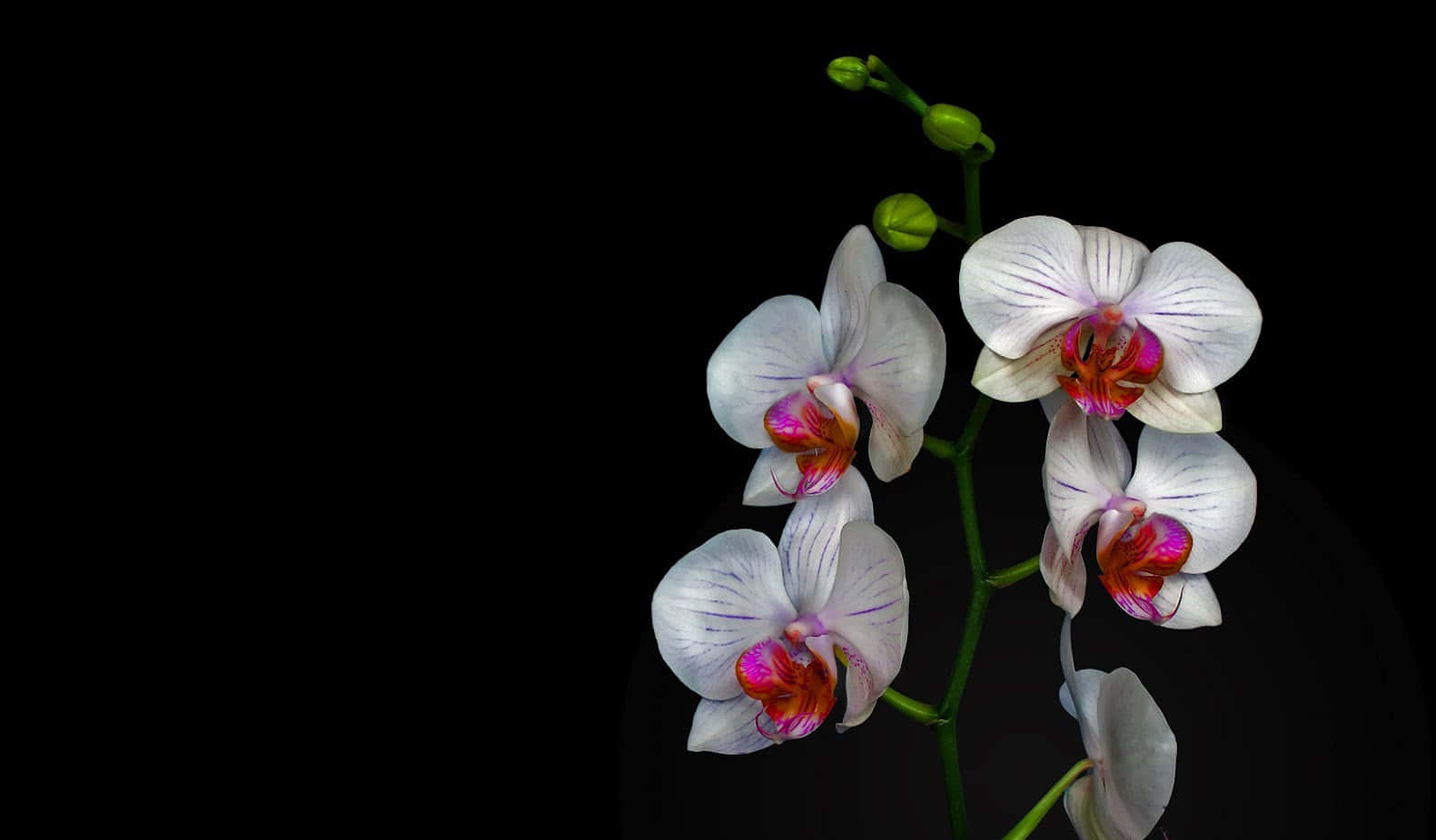 Stupendafioritura Di Orchidee Nel Loro Habitat Naturale