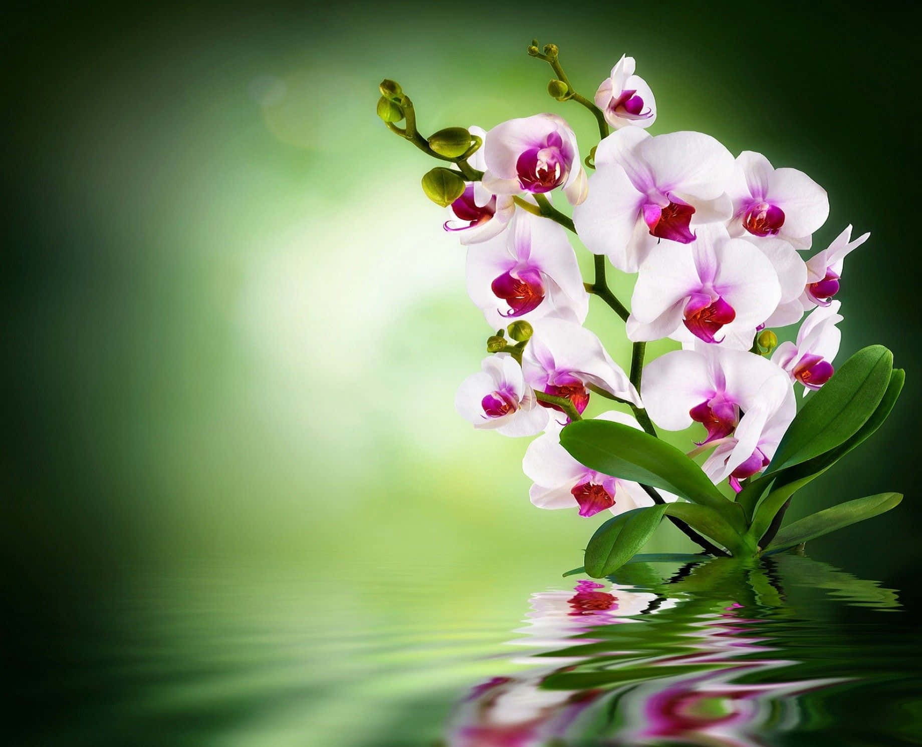 Elegant Orchid on a Minimalistic Background