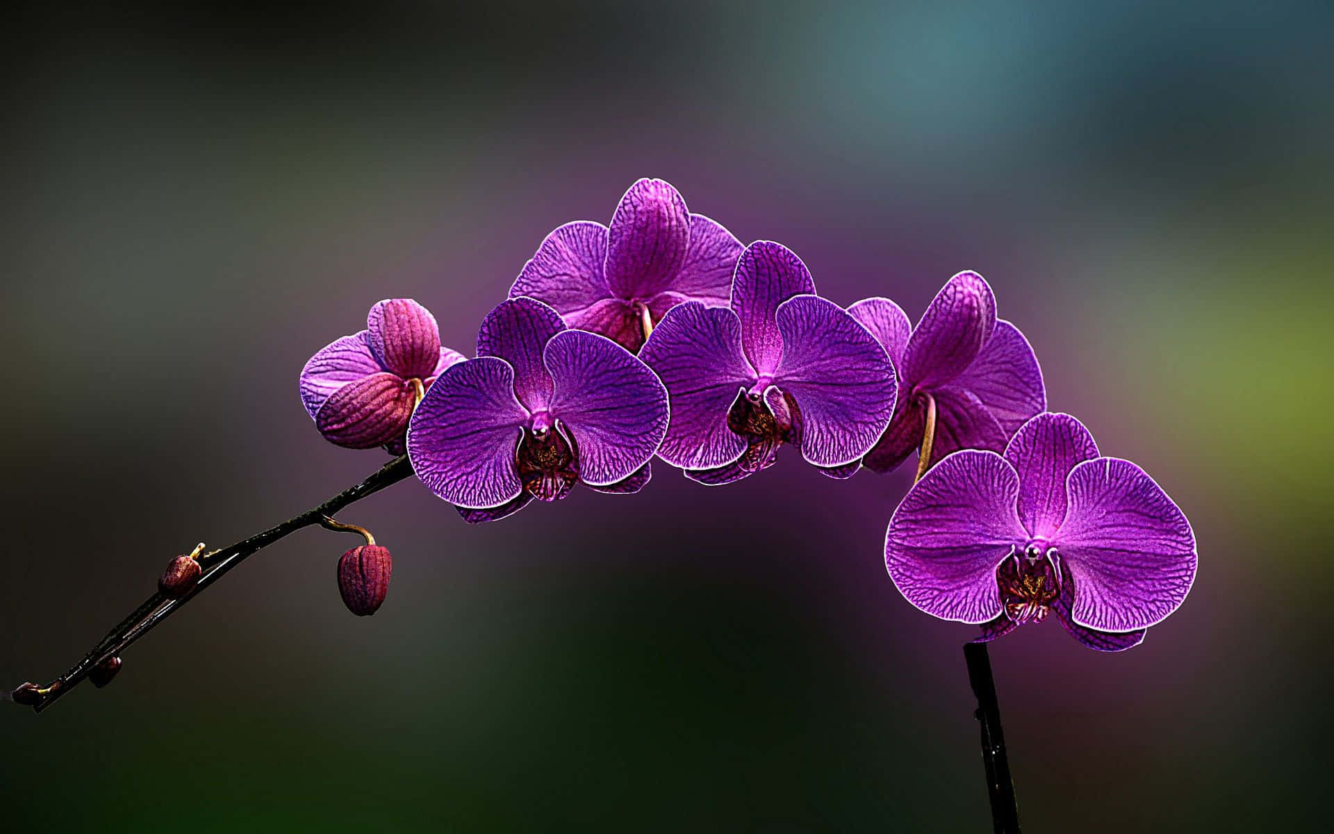 Captivating Blooms: Vibrant Orchid Display