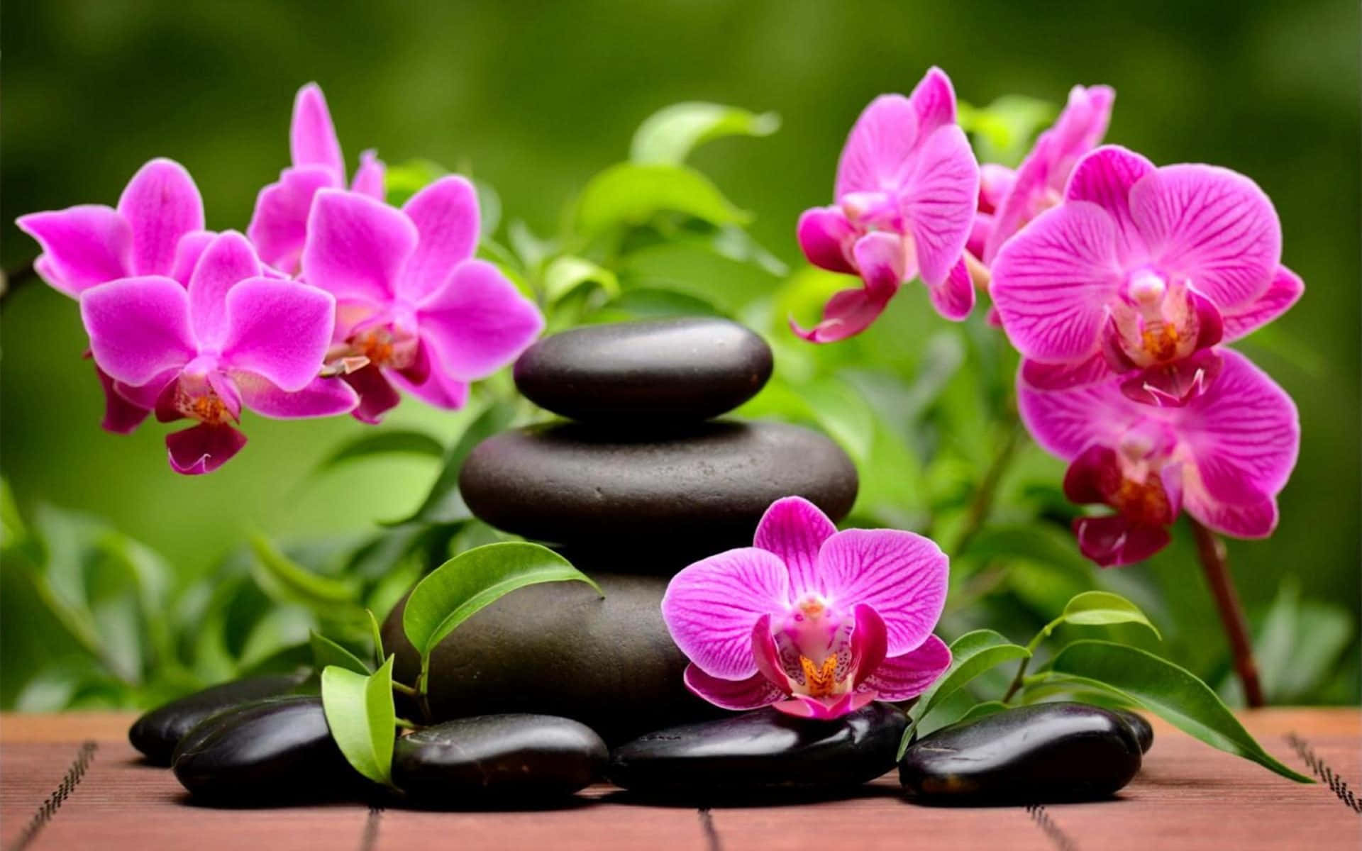 Download Stunning Orchid Bloom in a Serene Garden | Wallpapers.com