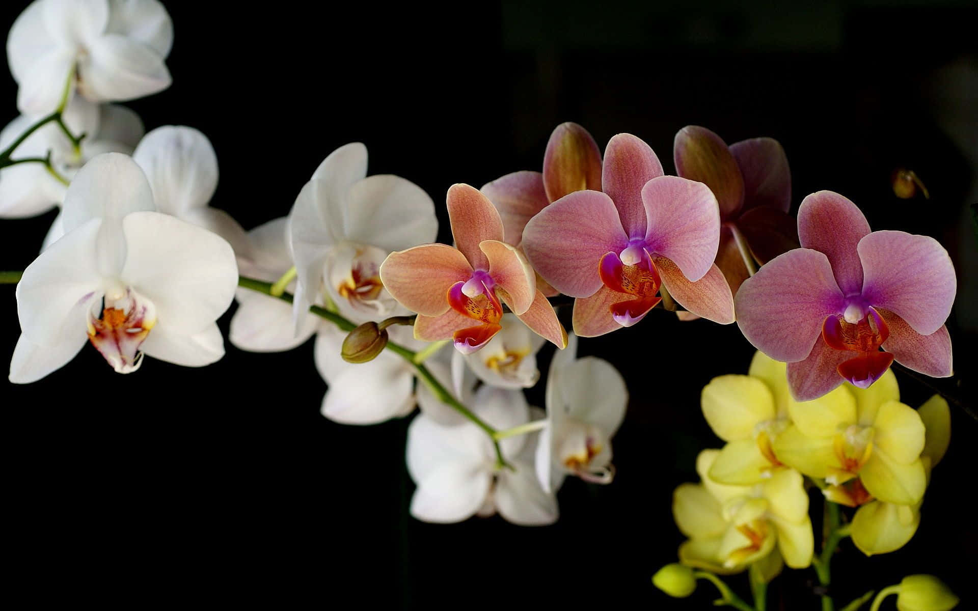 Captivating Orchids in Full Bloom