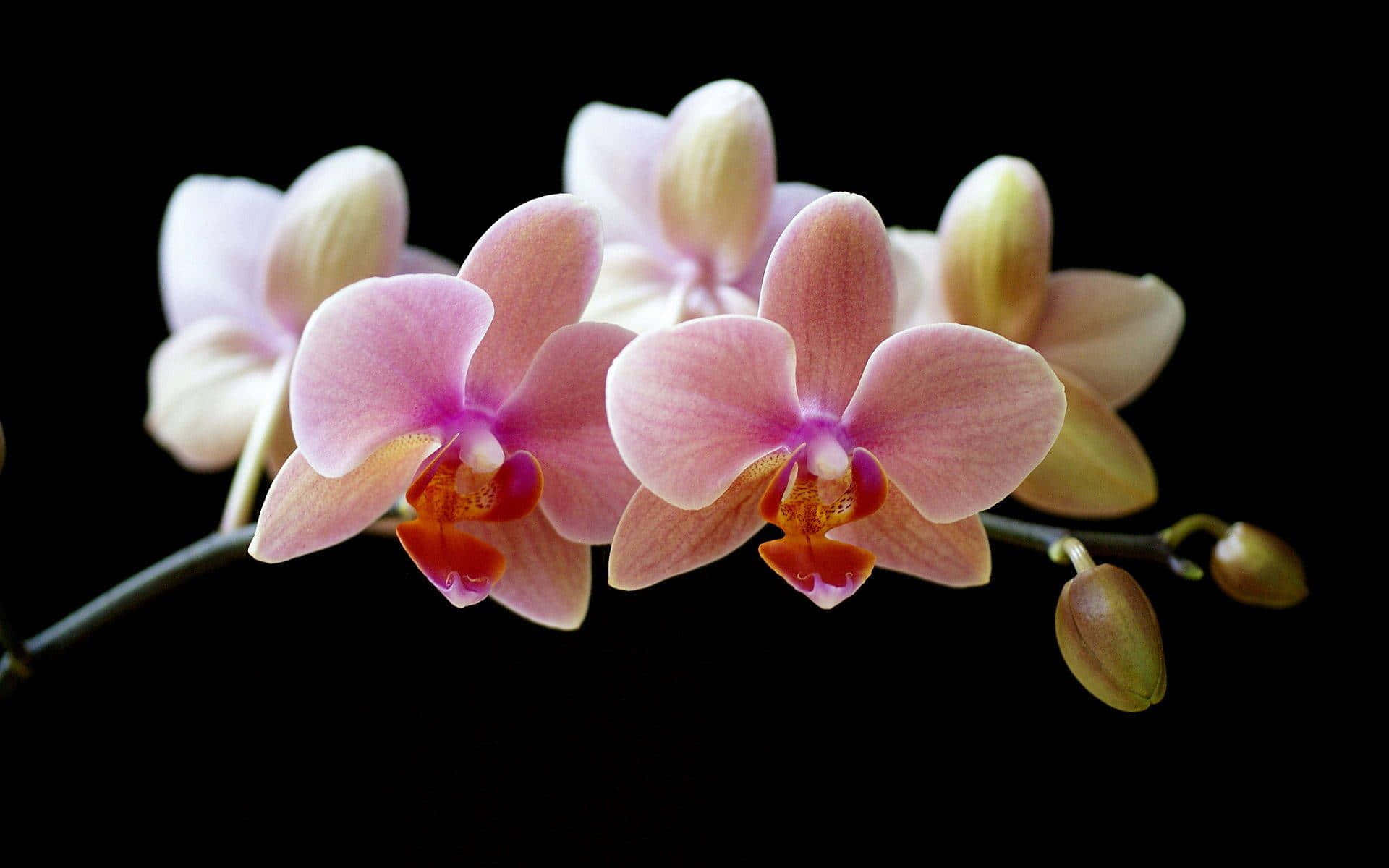 Blooming Orchids in Lush Garden