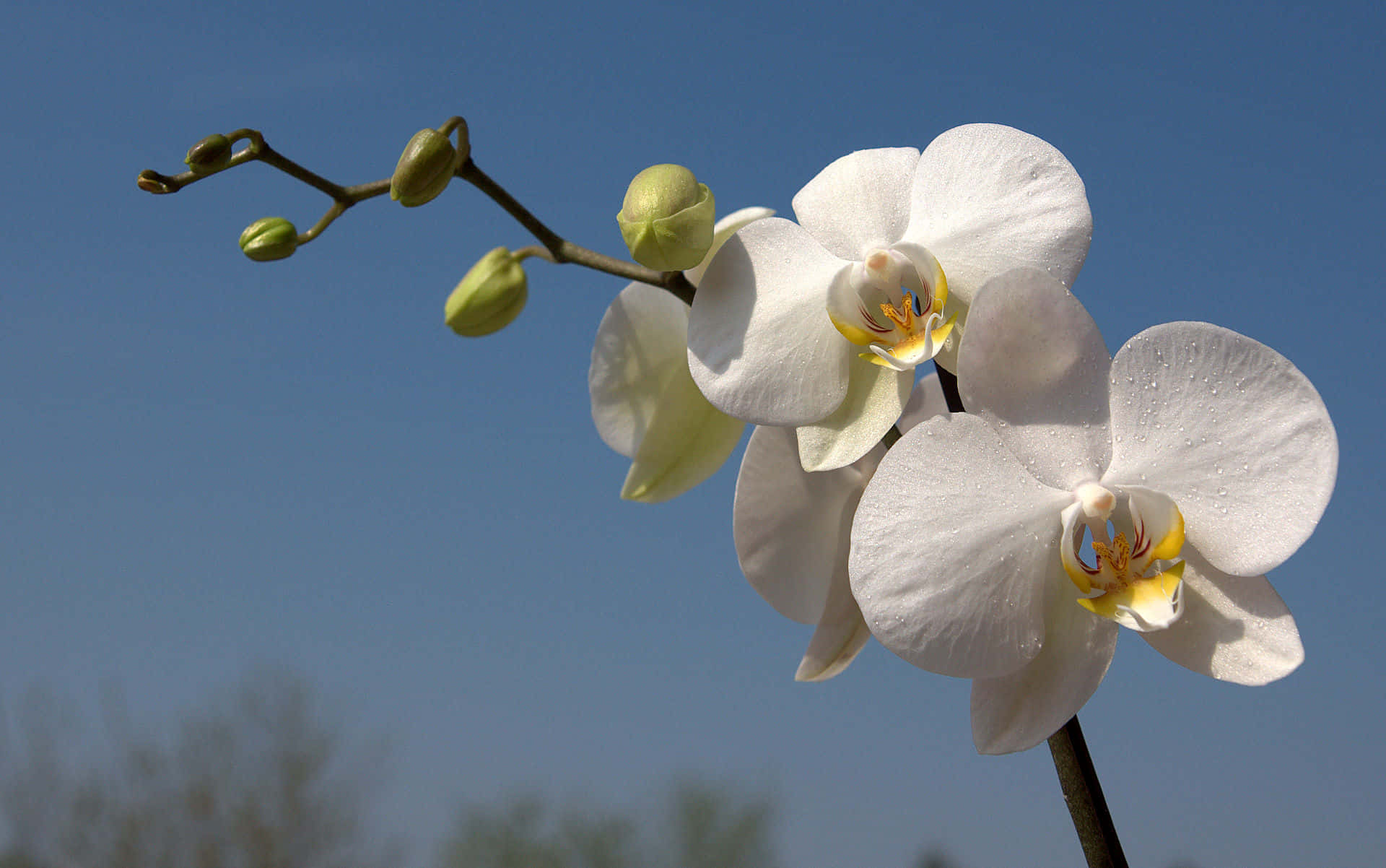 Stunning Orchid Background