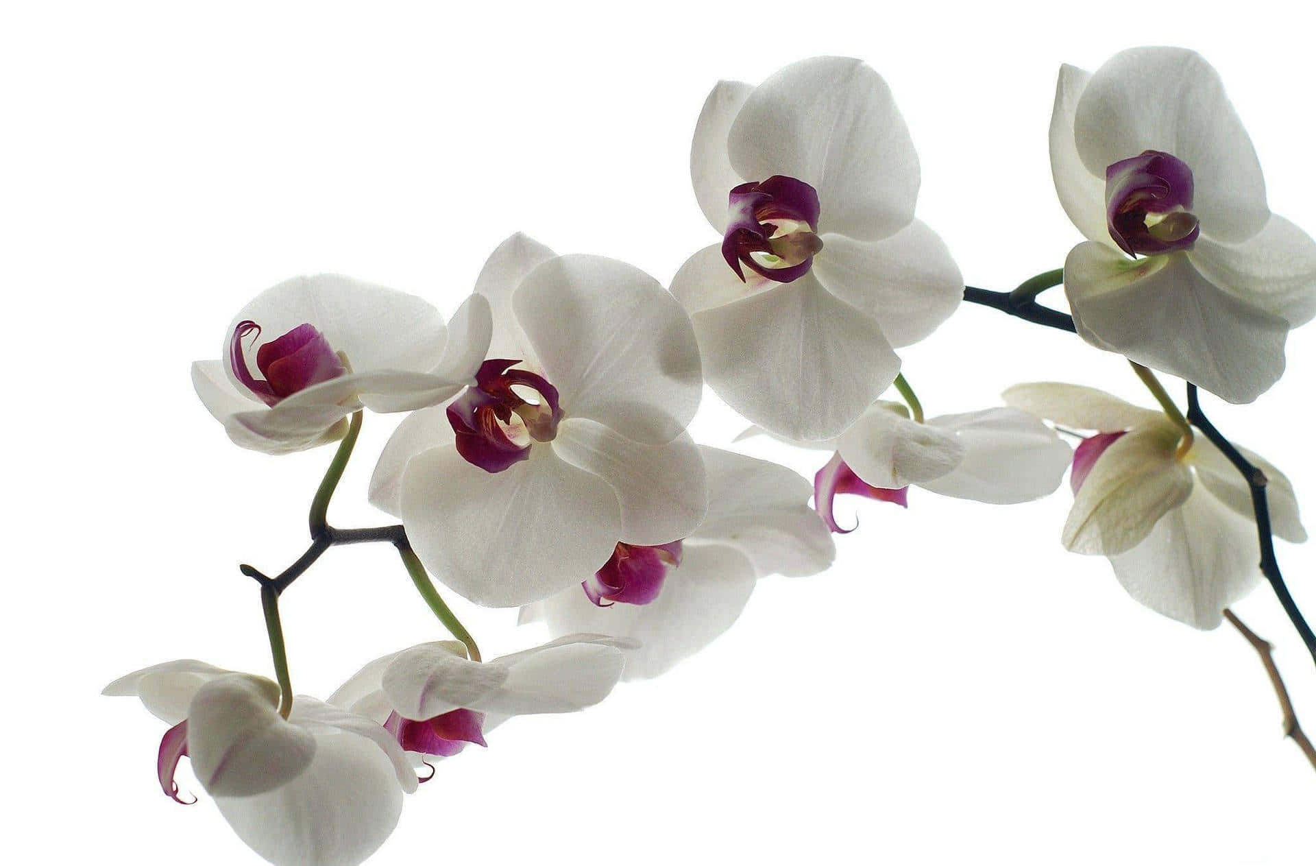 Blooming Orchid on Blurred Background