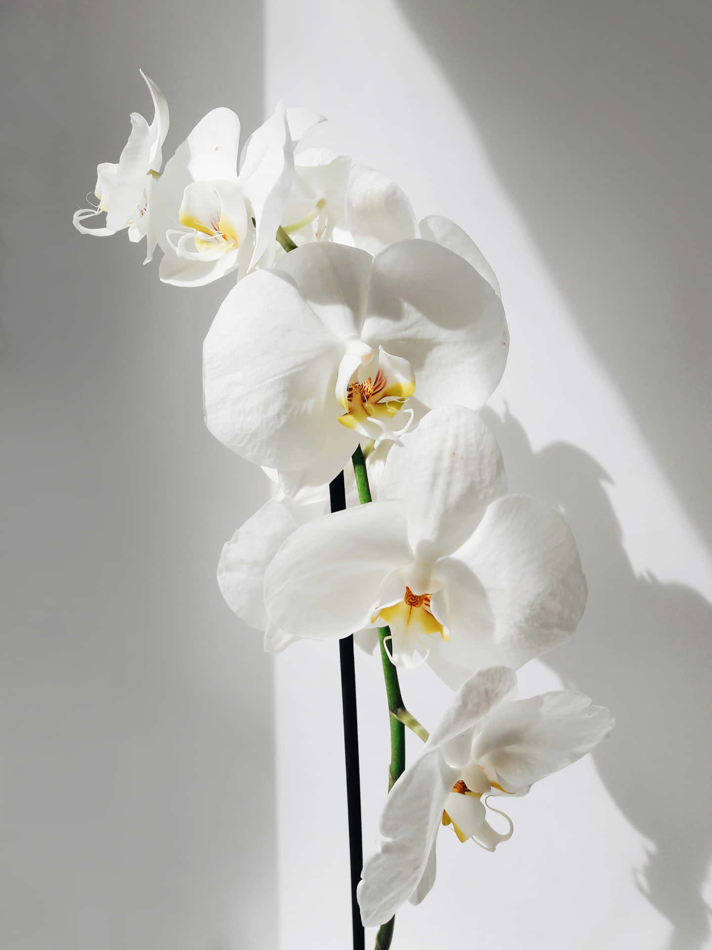 Elegant Orchid Beauty