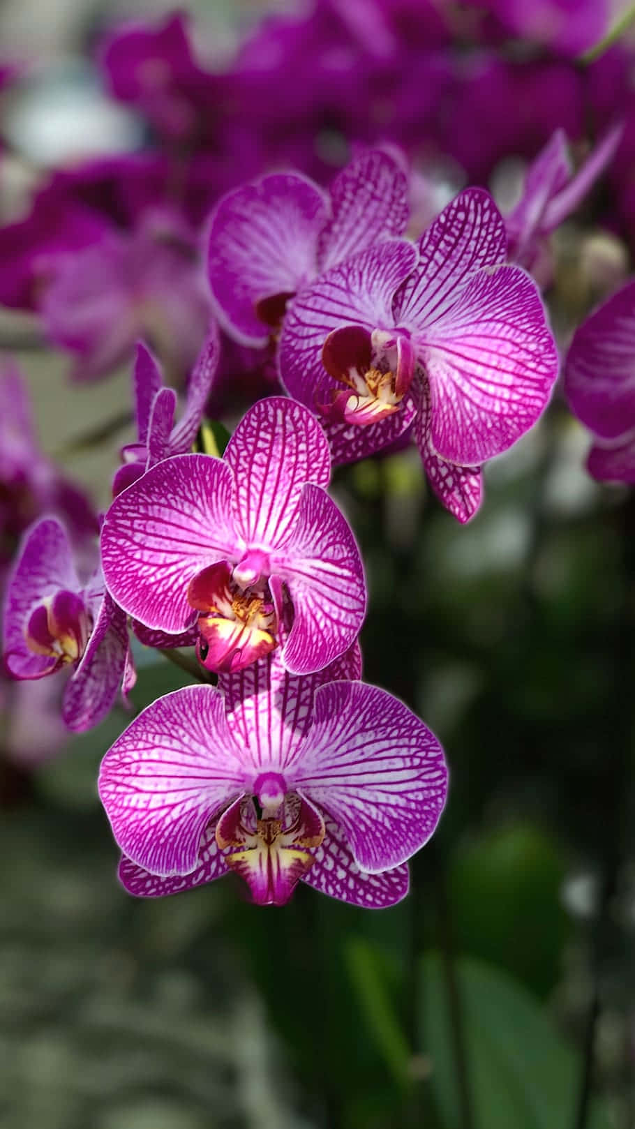 Beautiful Blooming Orchids