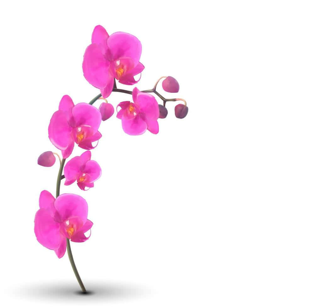 Elegant Orchid Blossom