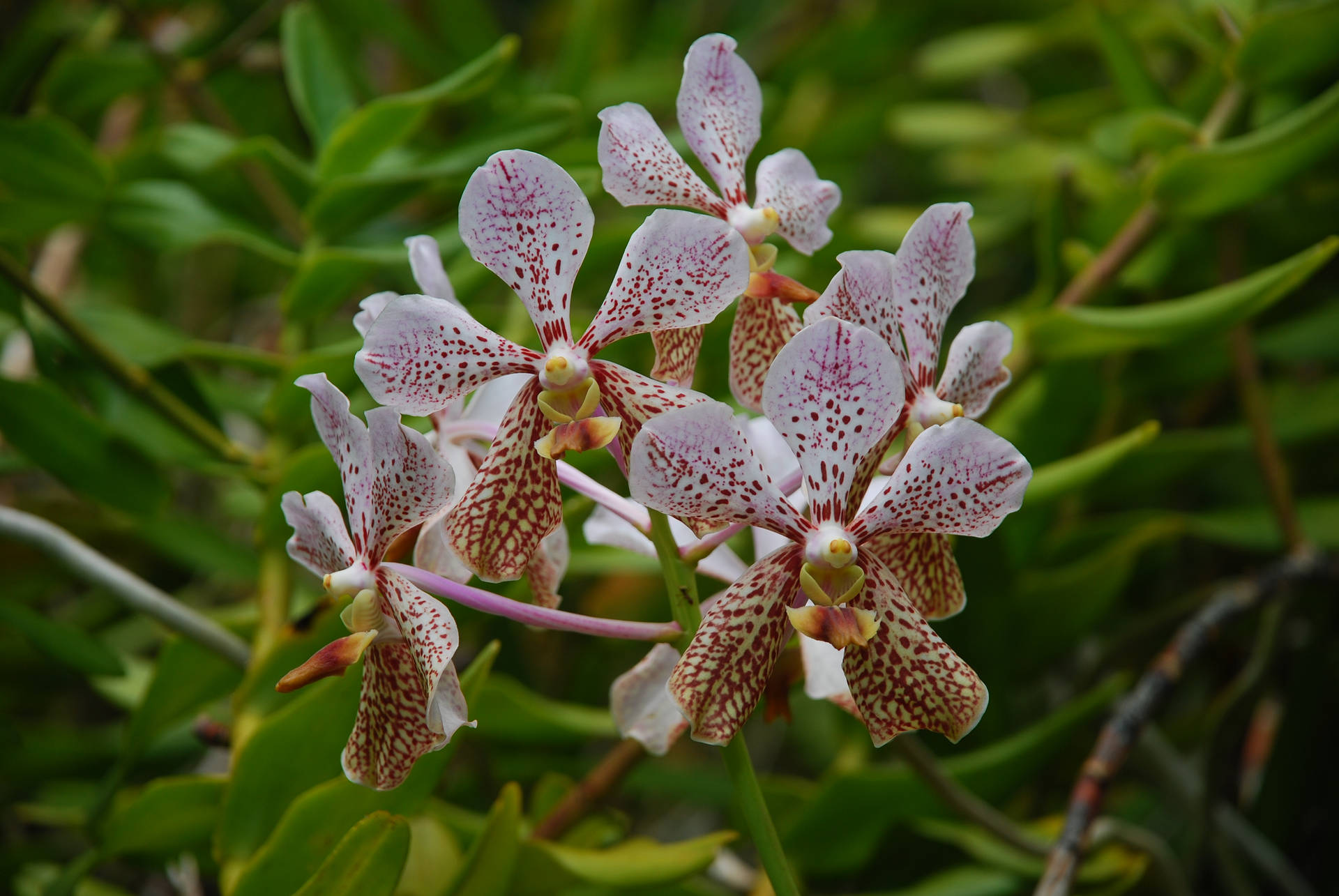 Orchidea Antigua E Barbuda Sfondo