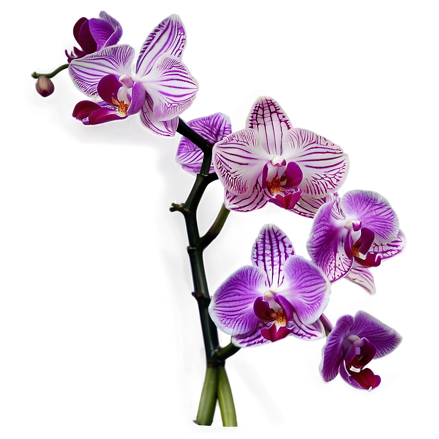 Orchid Art Png 05242024 PNG