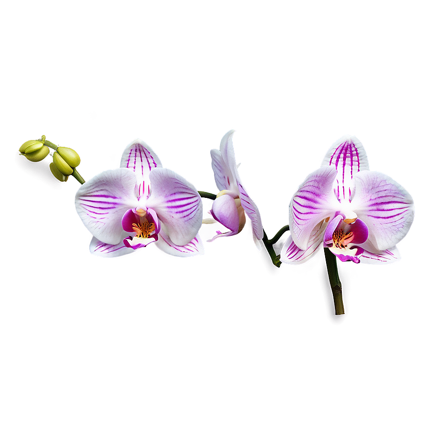 Orchid Art Png Xpw PNG