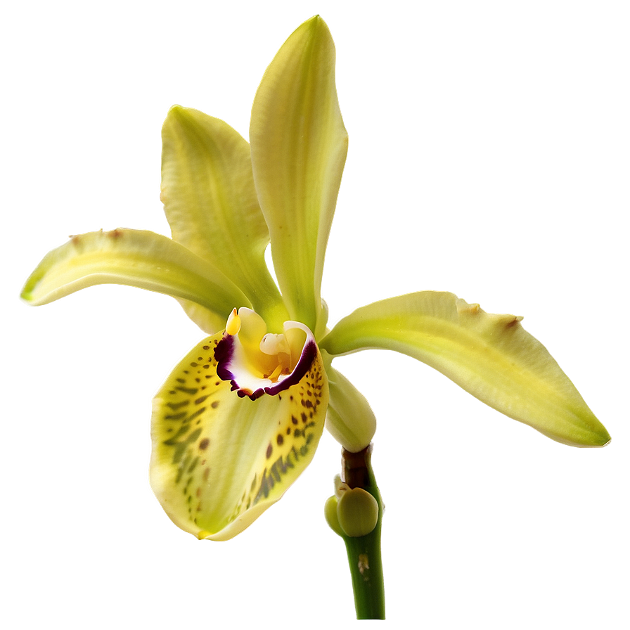 Orchid Bloom Png 24 PNG
