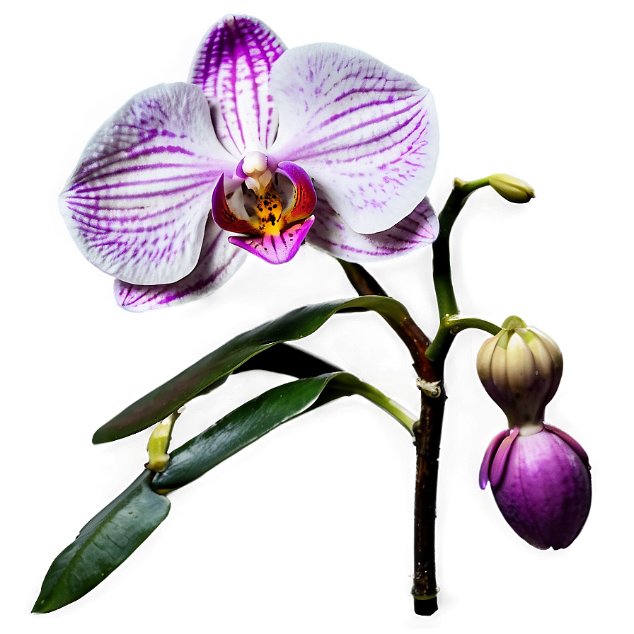 Orchid Bloom Png Qef PNG