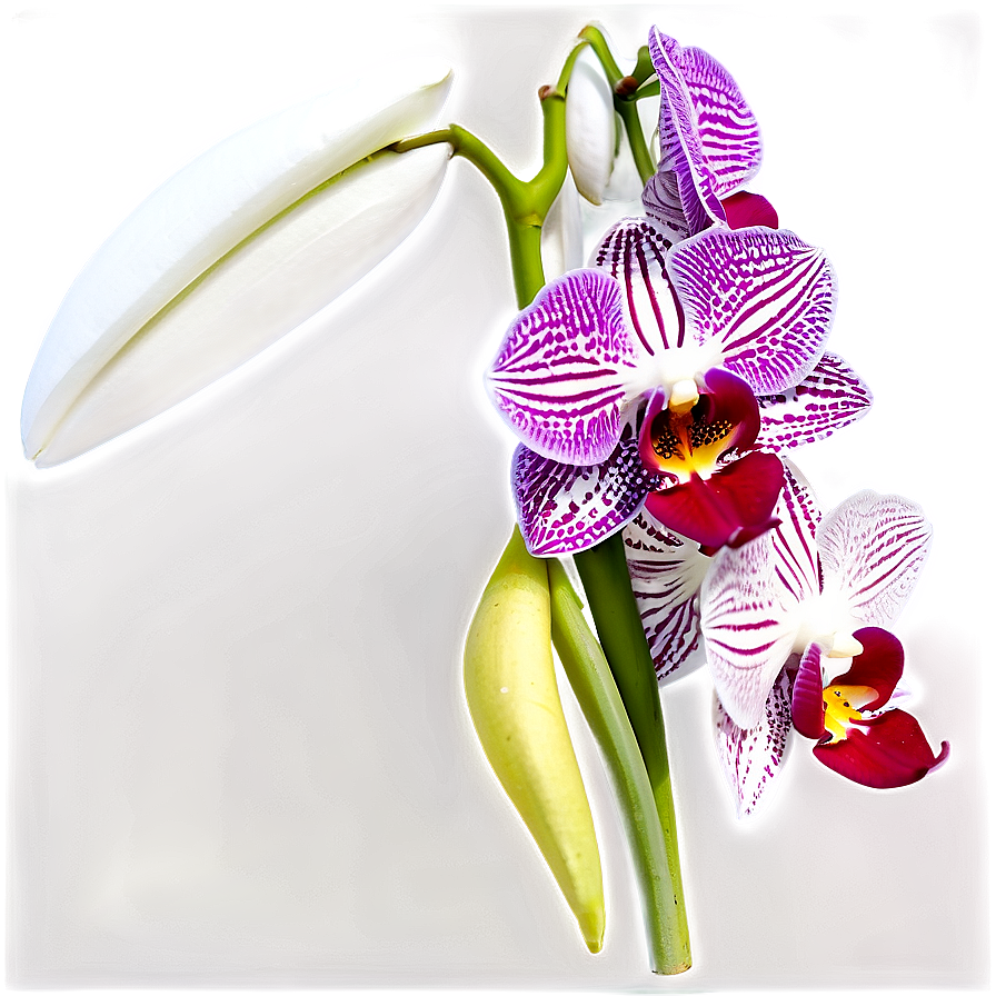 Orchid Branch Png 99 PNG