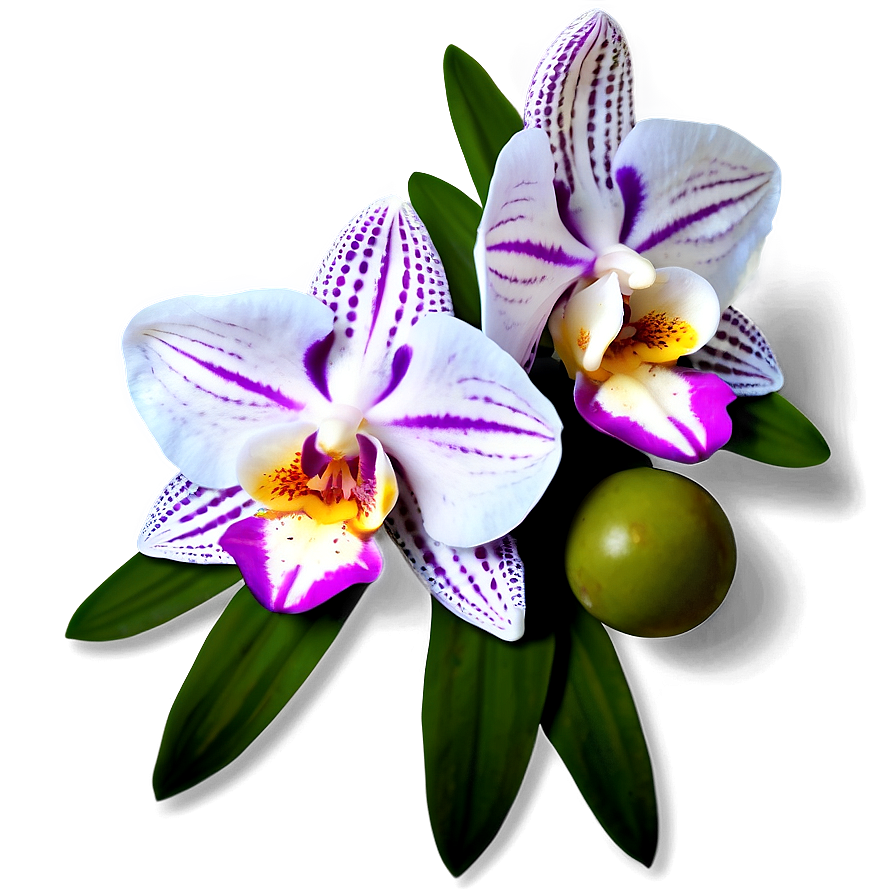Orchid Clipart Png 05242024 PNG