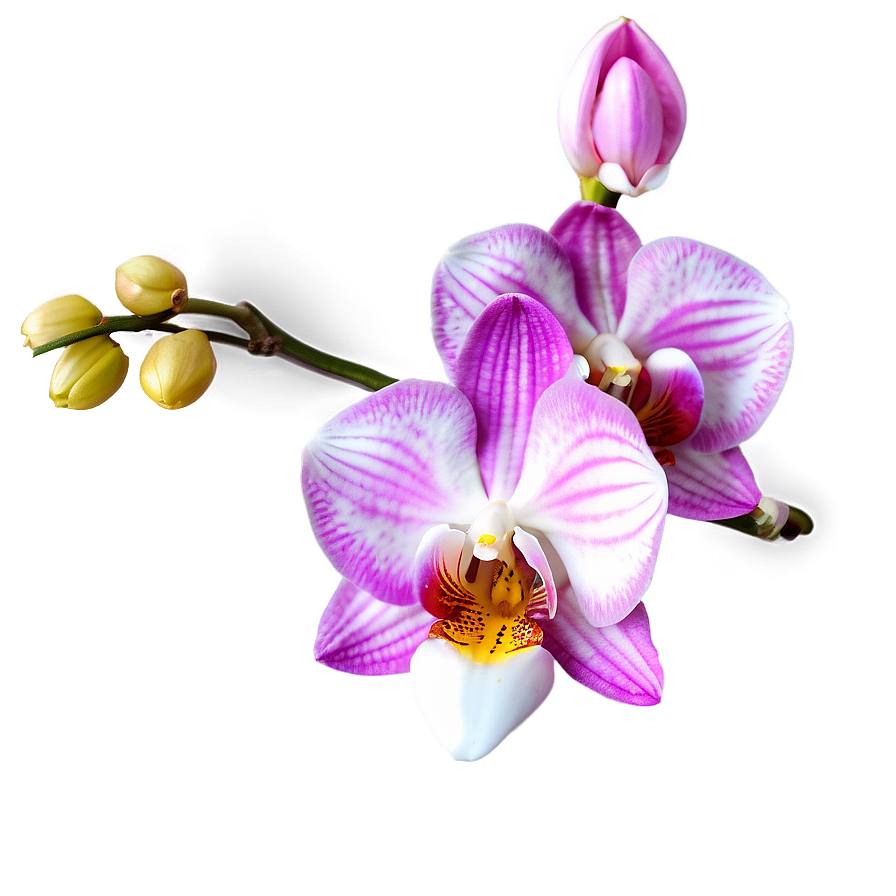 Orchid Clipart Png 17 PNG