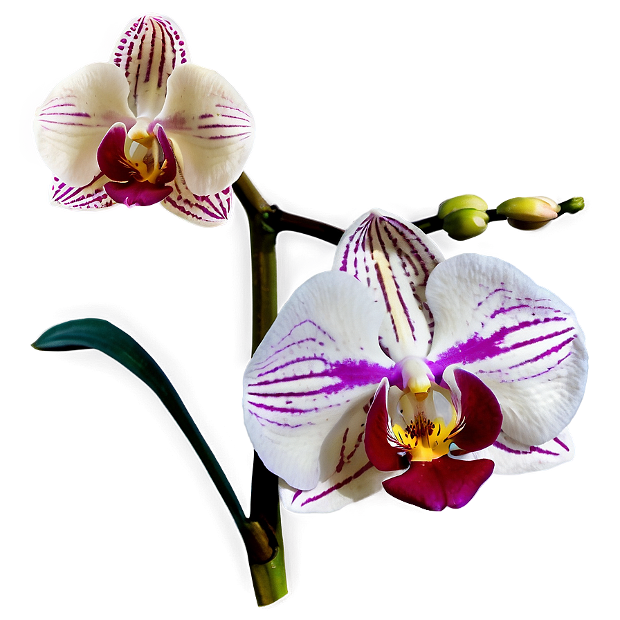 Orchid Closeup Png 6 PNG