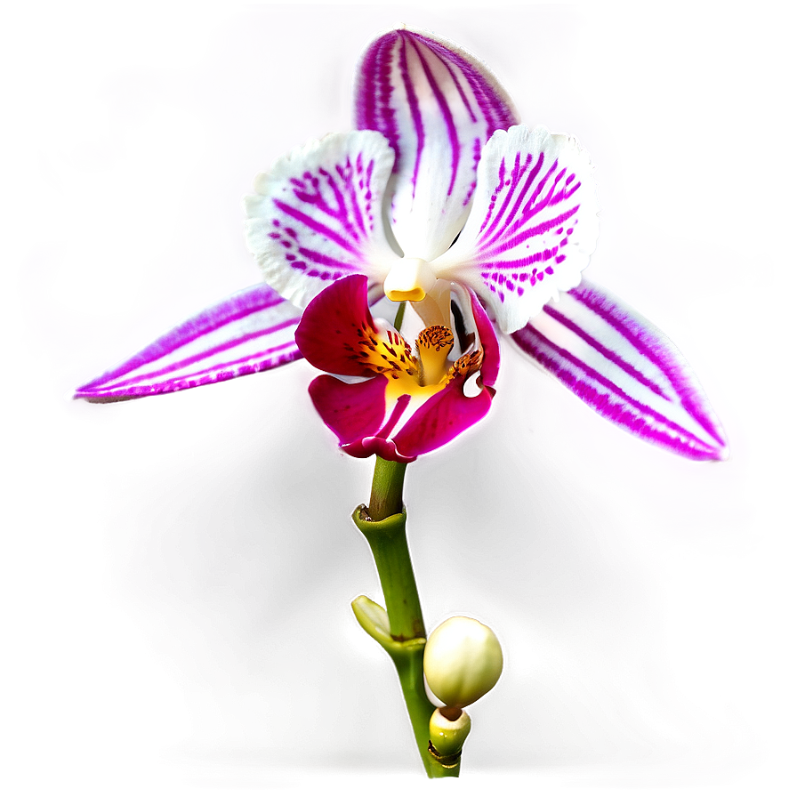 Orchid Closeup Png Bva21 PNG