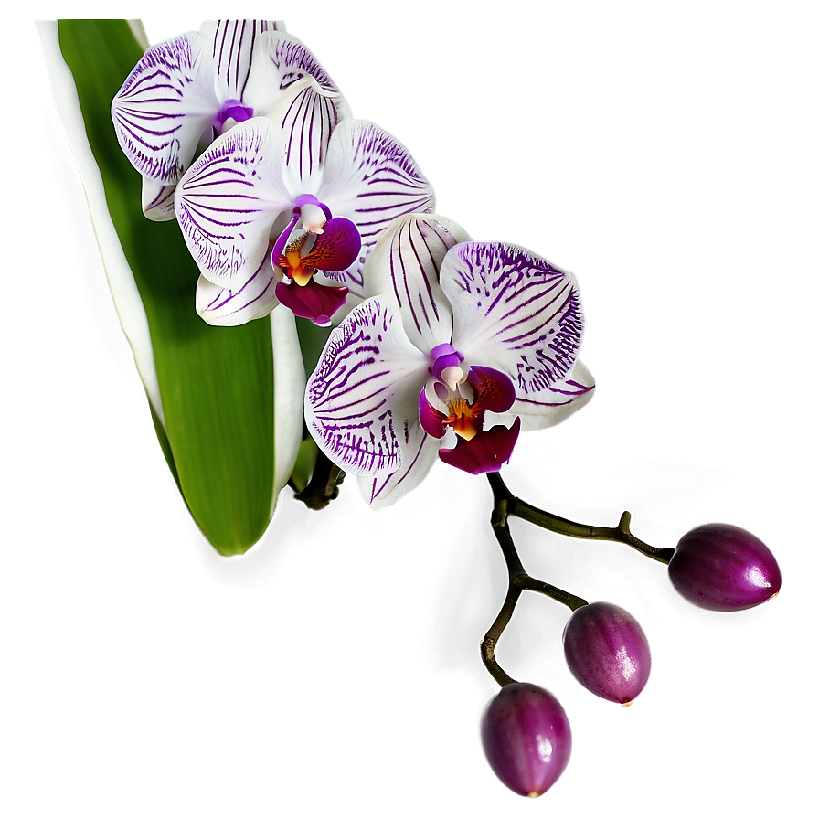 Orchid Closeup Png Ydh PNG
