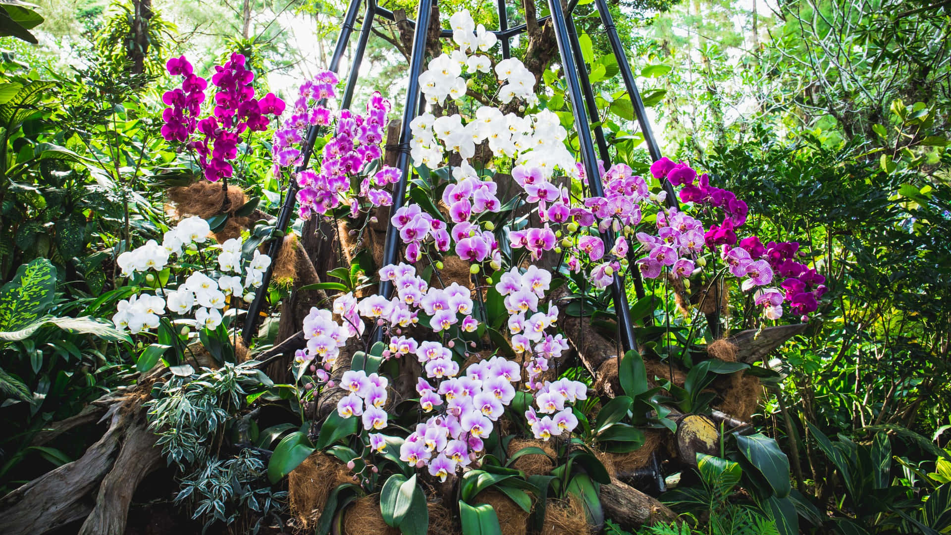 Exposition D'orchidées Jardins Botaniques De Singapour Fond d'écran