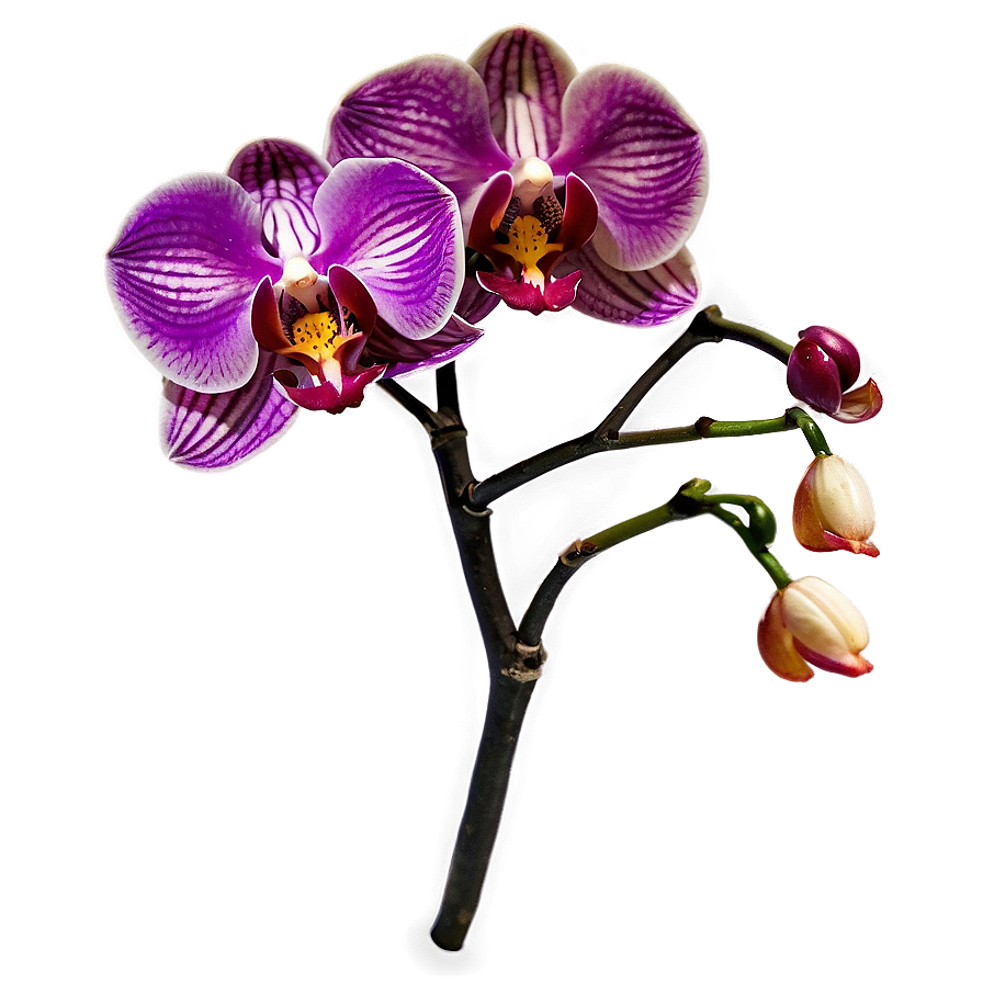 Orchid Elegance Png 28 PNG