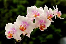 Orchid Espoa Variety Background