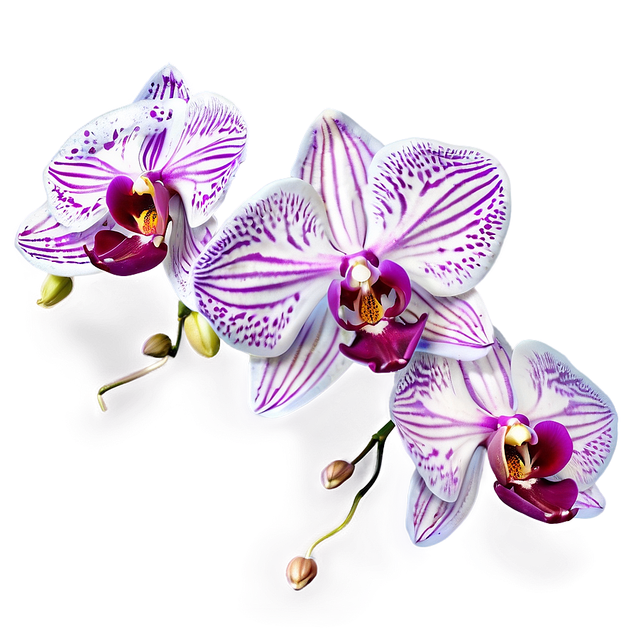 Download Orchid Fantasy Png Kit | Wallpapers.com