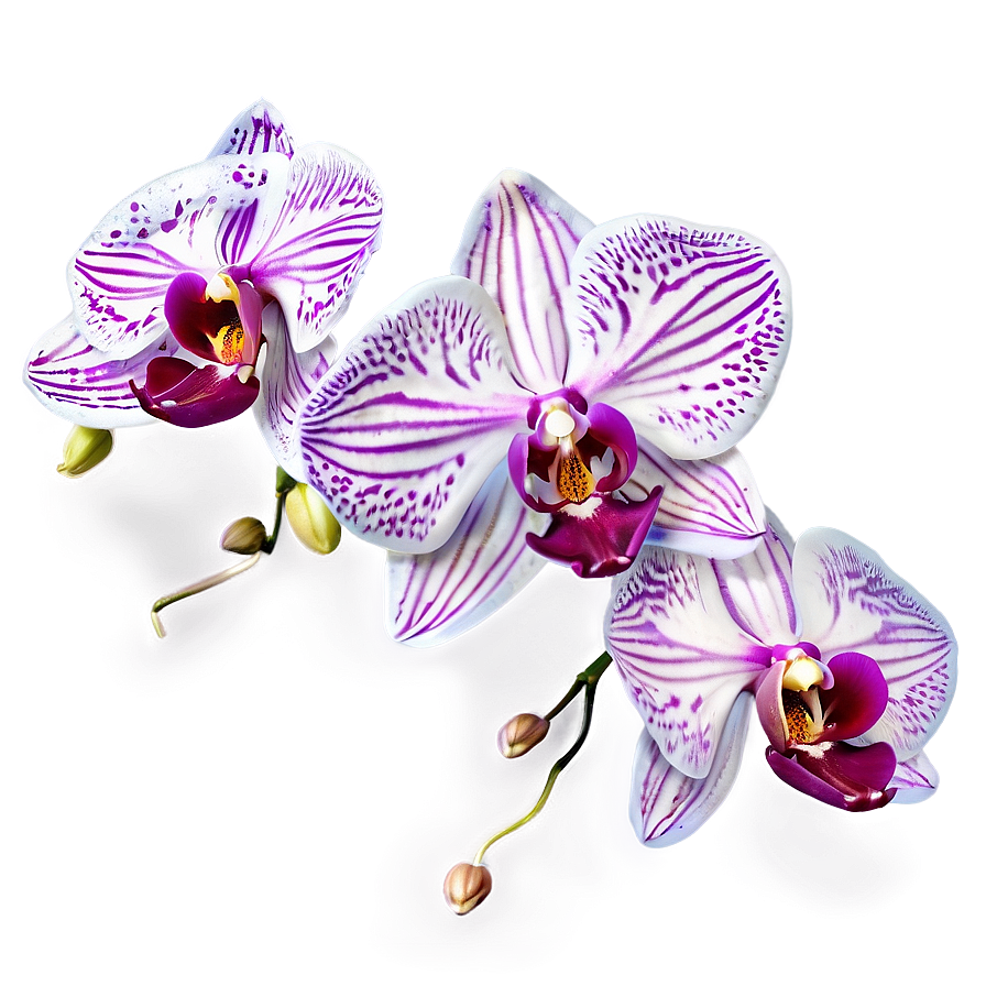 Orchid Fantasy Png Kit PNG