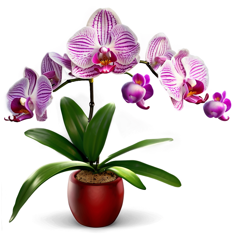 Orchid Fantasy Png Qwp31 PNG