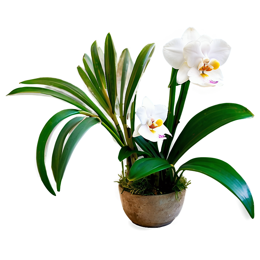 Orchid Flower Bush Png 44 PNG