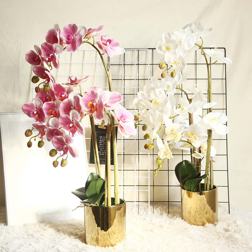 Get captivated by the beauty of this orchid flower