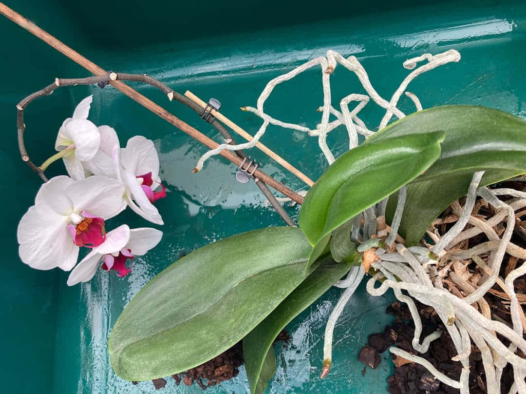 Un'orchidearosa E Bianca Vibrante Illuminata Dal Sole.