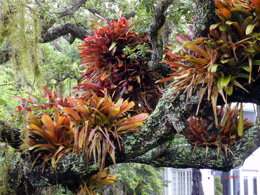 Enfärgstark Orkidéblomma I Full Blom