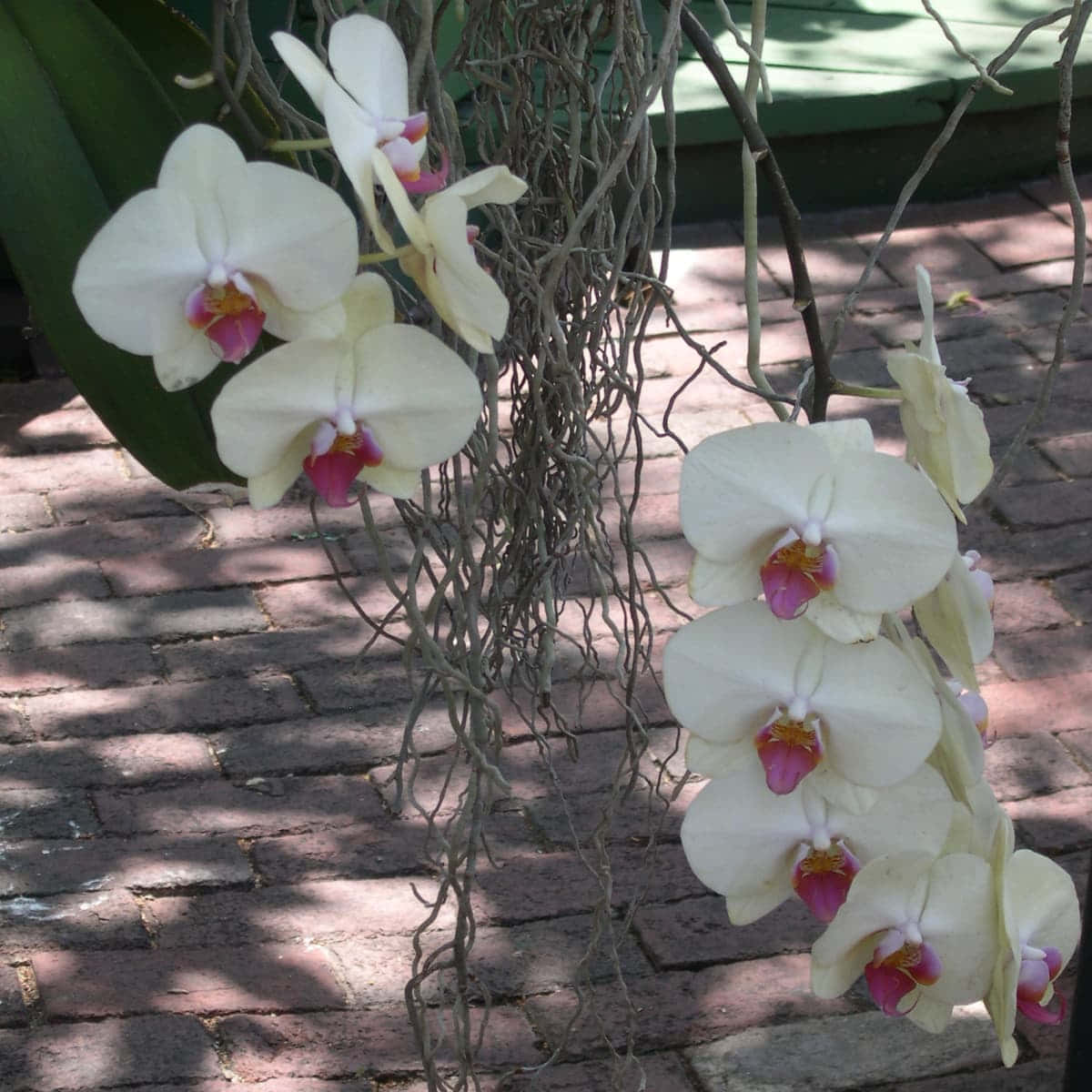 Ennaturlig Skönhet - En Orkidéblomma