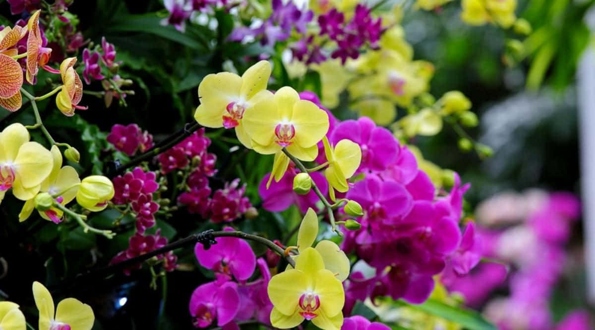 Fioredi Orchidea Delicato E Grazioso