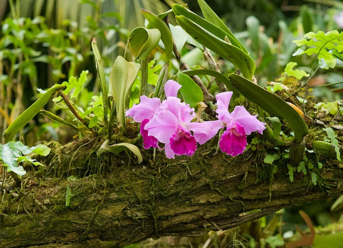 Orchids Growing On A Tree Trunk In A Tropical Garden