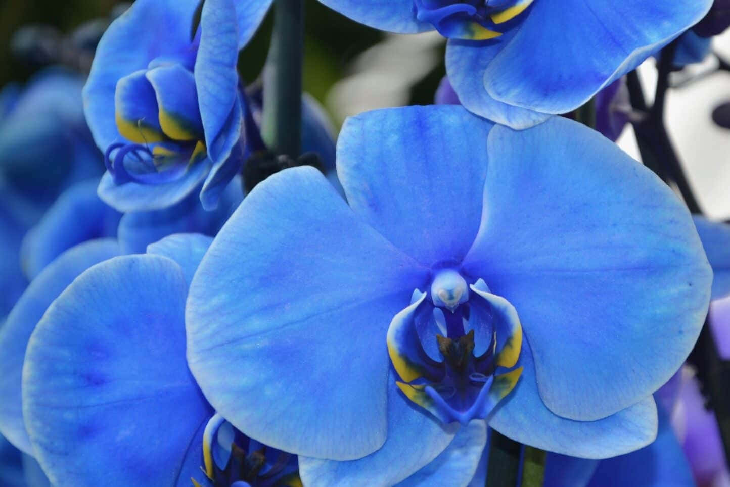 Blue Orchids In The Garden