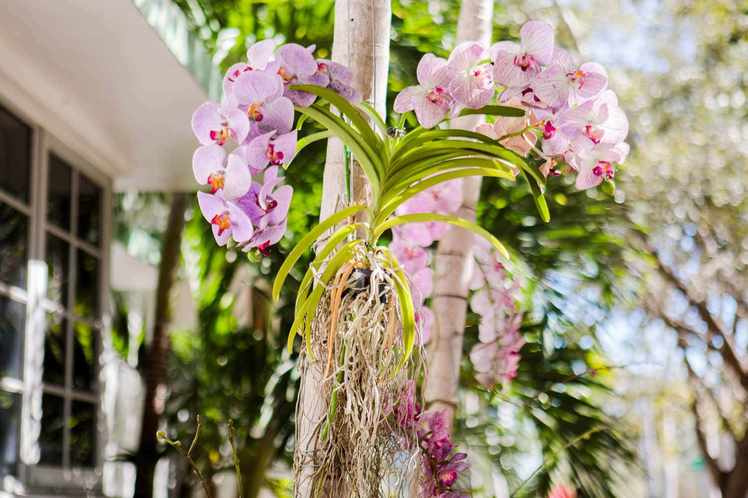 Orchids Hanging From A Tree In Front Of A Building