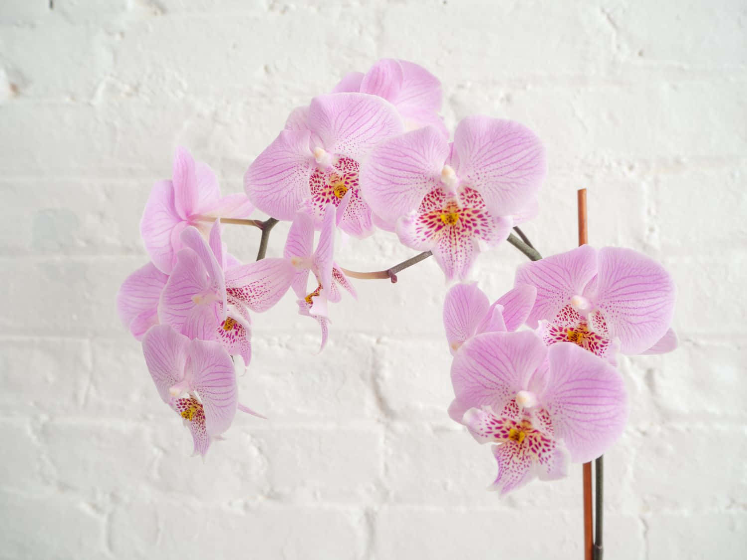 "A majestic, vibrant purple Orchid flower"