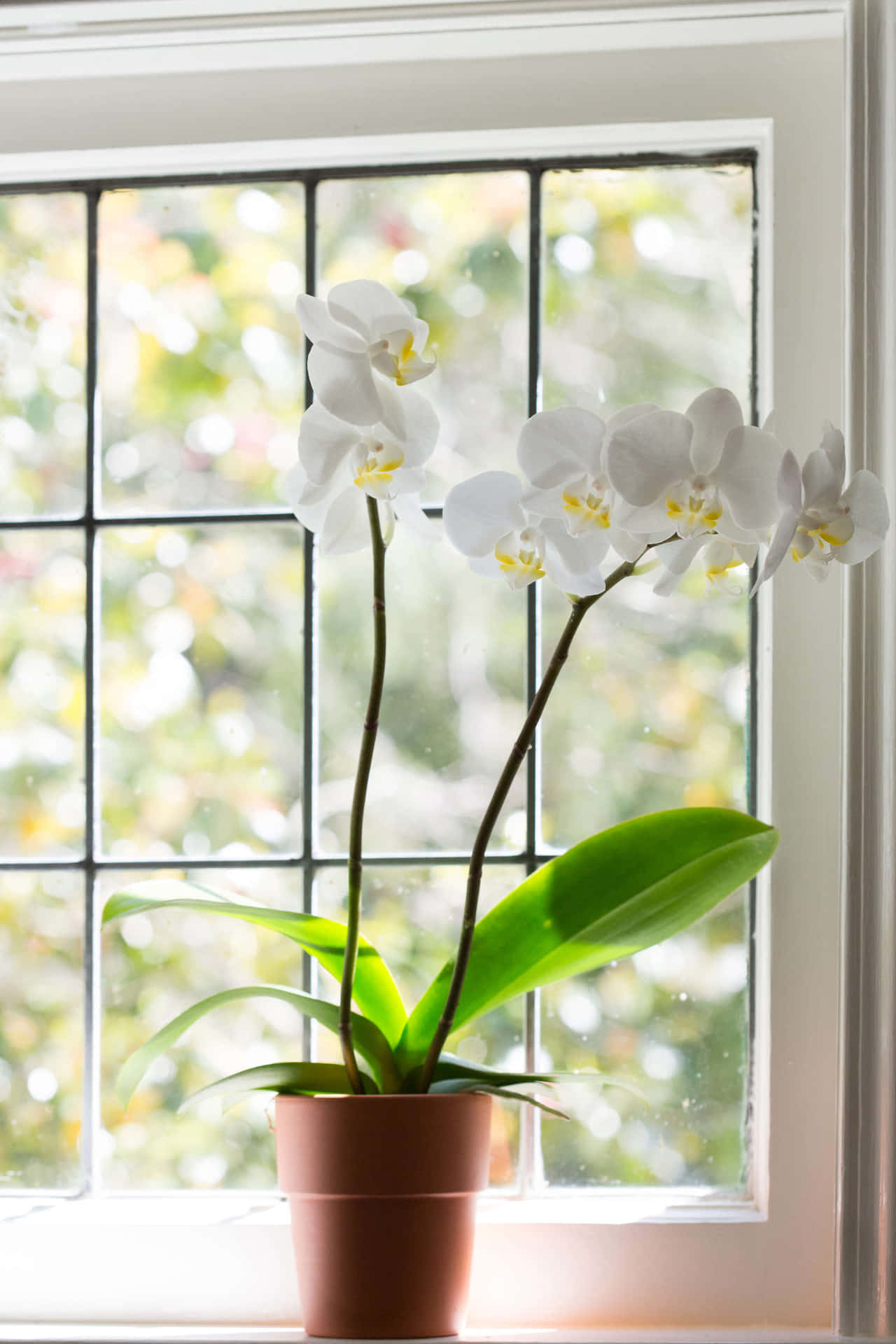 Unfiore Orchidea Vibrante E Colorato Contro Uno Sfondo Scuro.