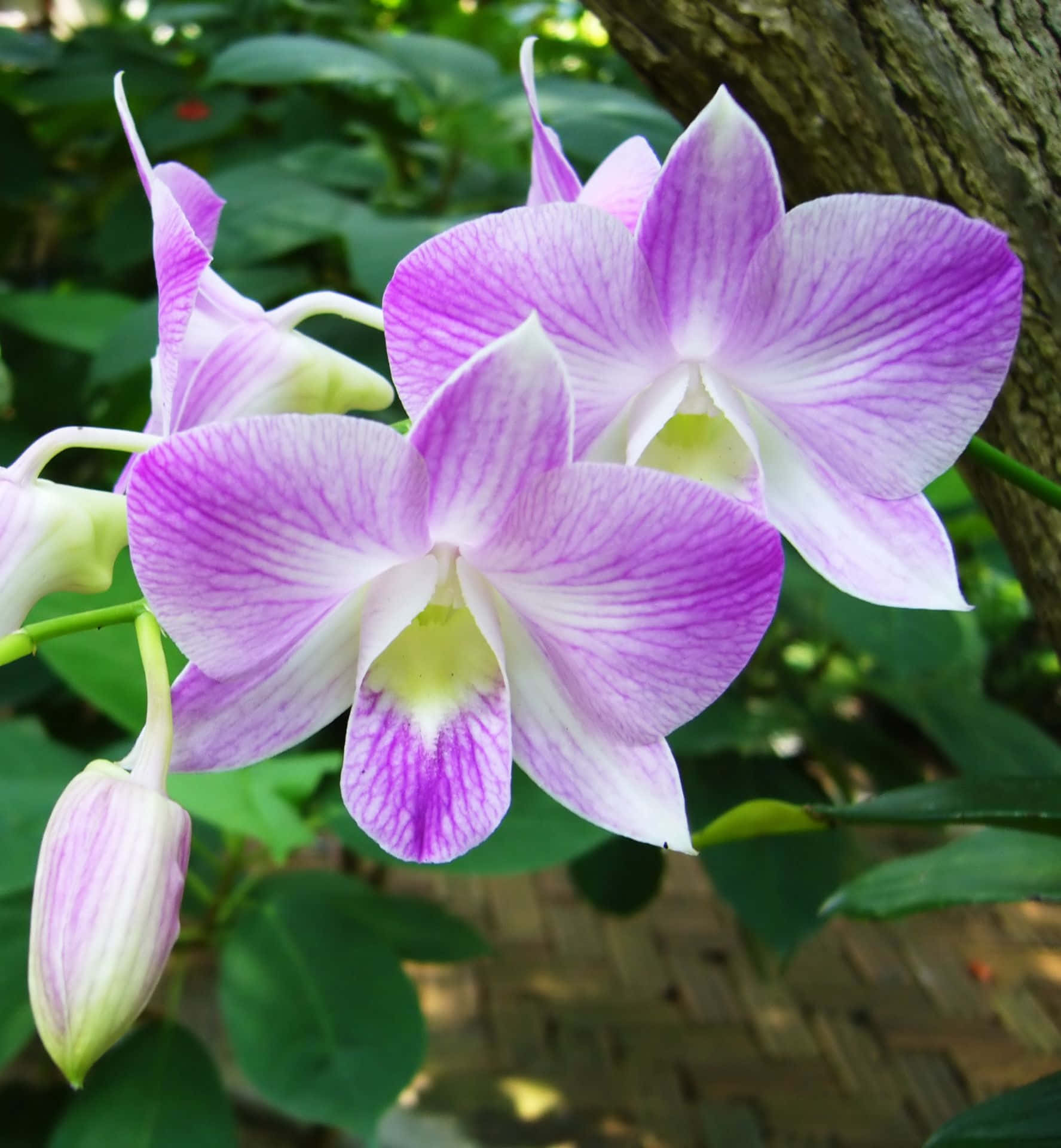 A beautiful Orchid flower blooming in the colors of pink, purple and white
