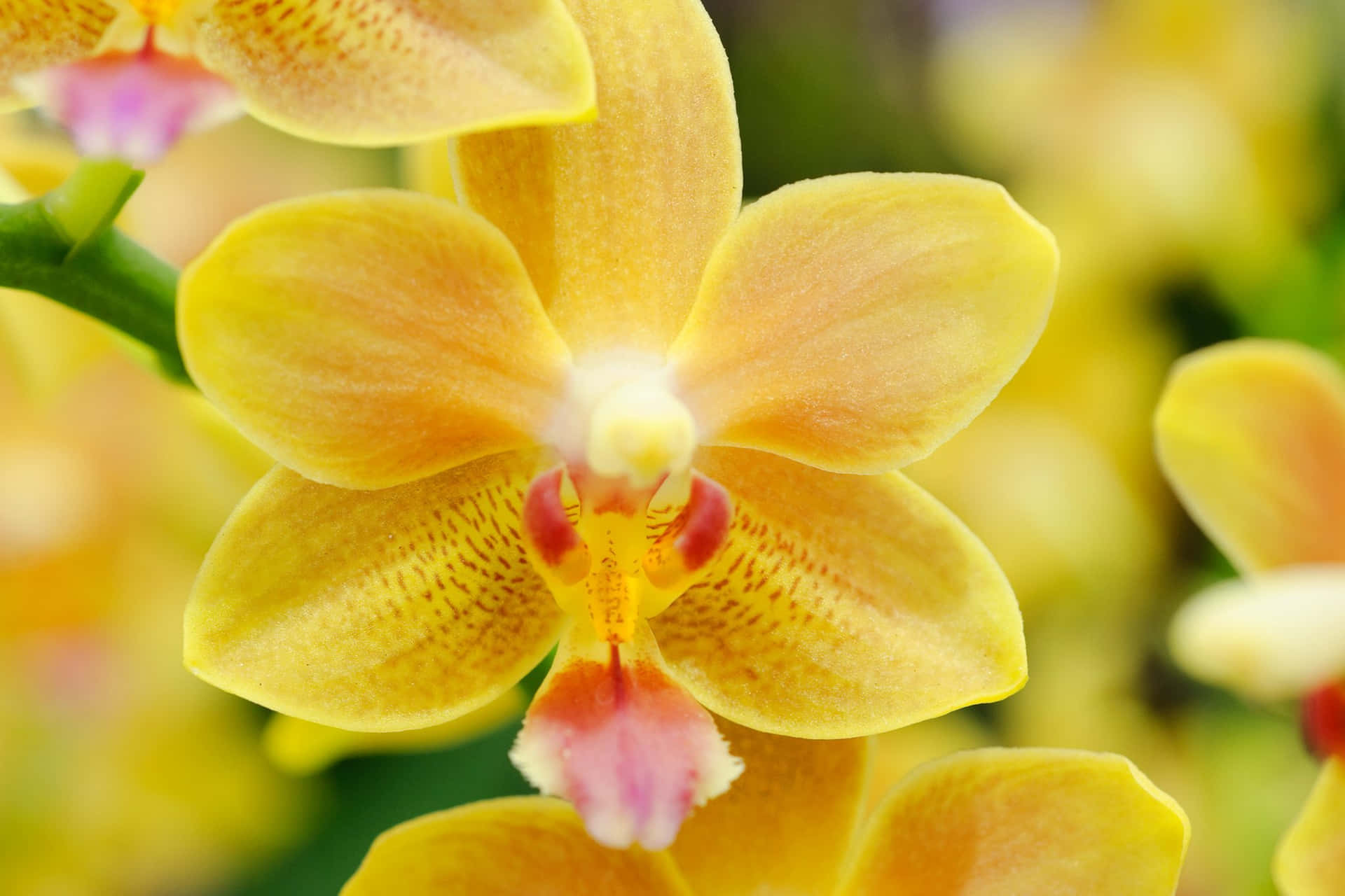 Enmjuk Och Vacker Orkidéblomma I Naturen.