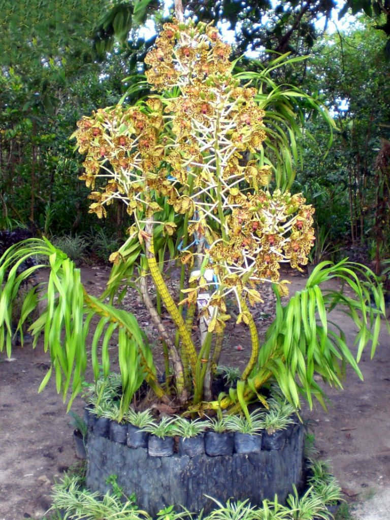 Unbellissimo Fiore Di Orchidea Circondato Da Fogliame Verde Vibrante.