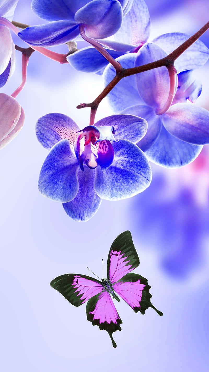 Immagineuna Splendida Orchidea Rosa