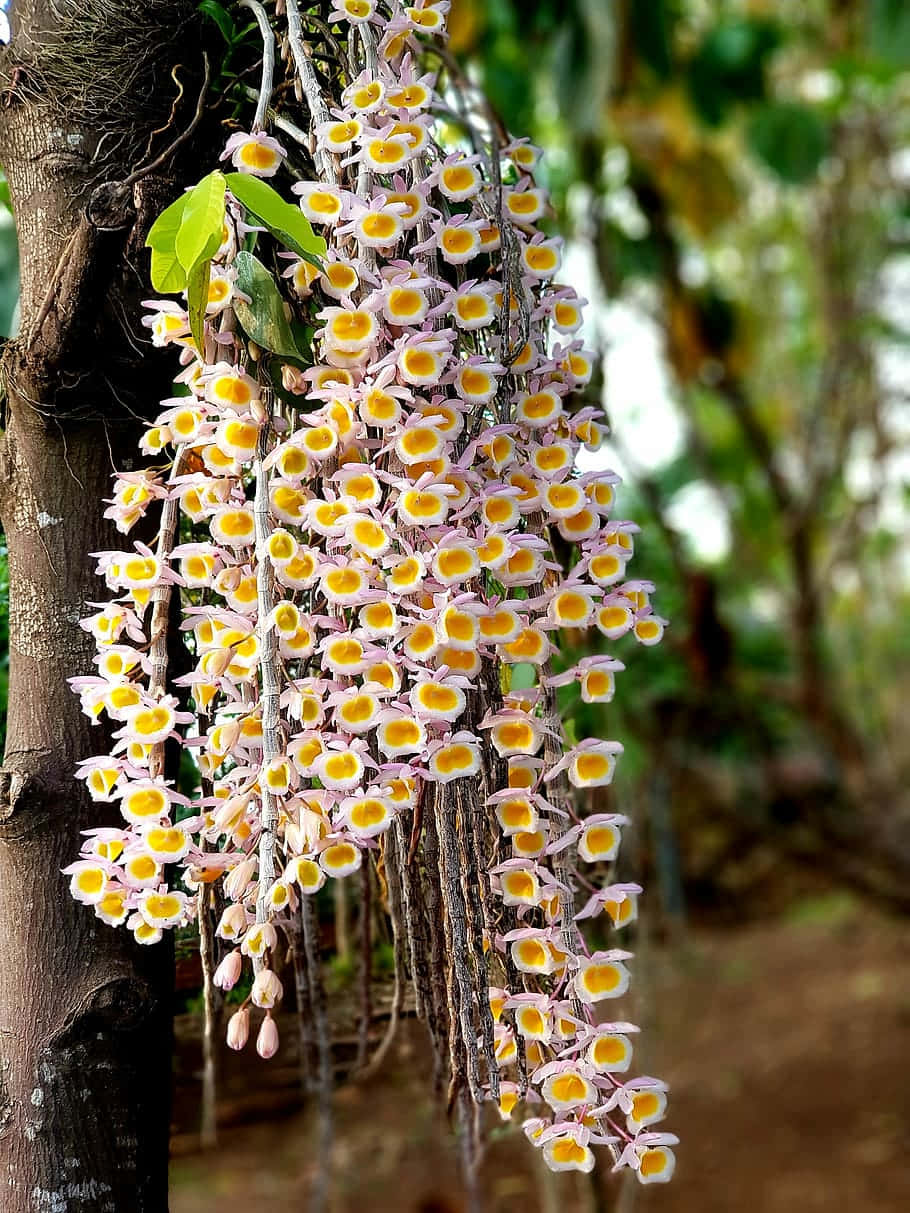 Fioredi Orchidea In Piena Fioritura In Un Giardino