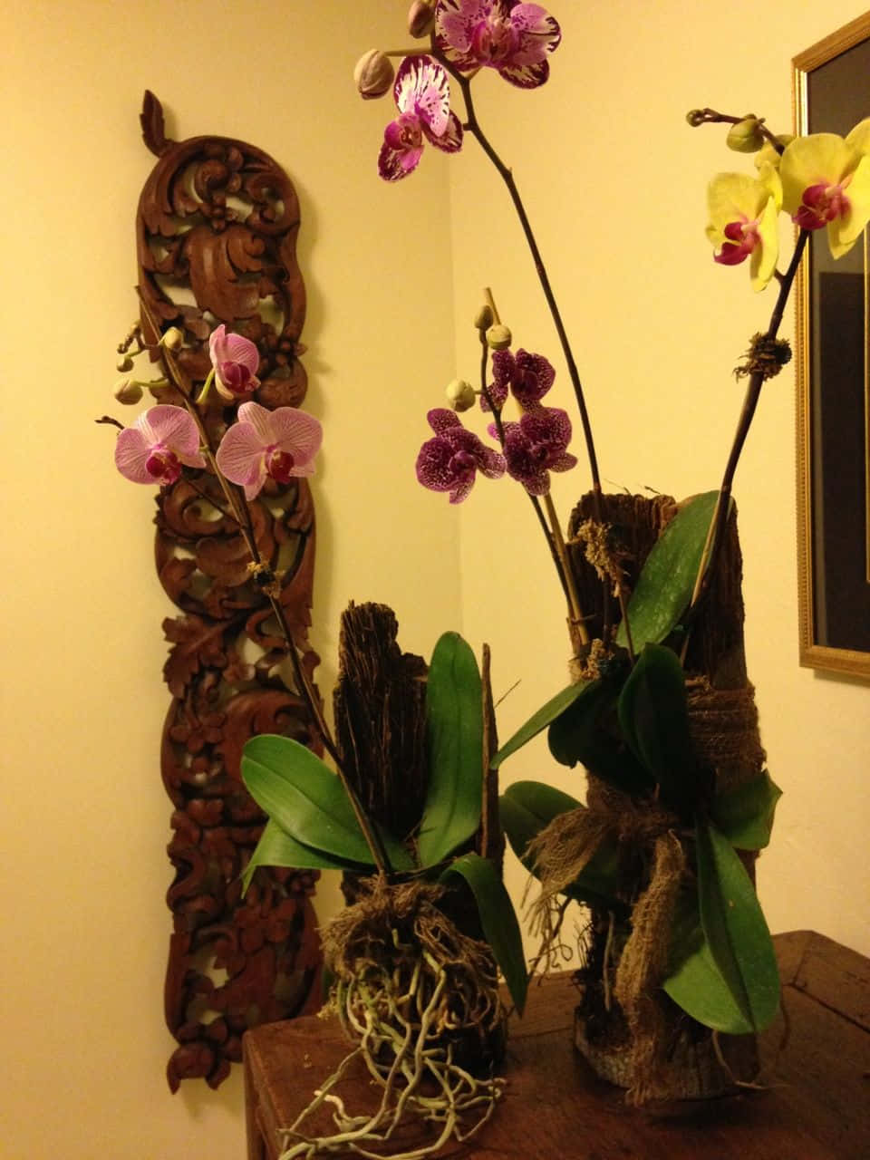 Un'orchideasemplice E Bella.