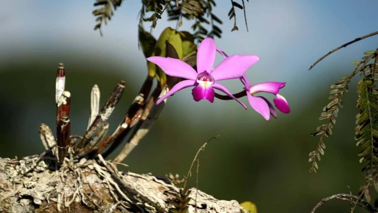 "A delicate pink orchid flower set against a pastel backdrop"