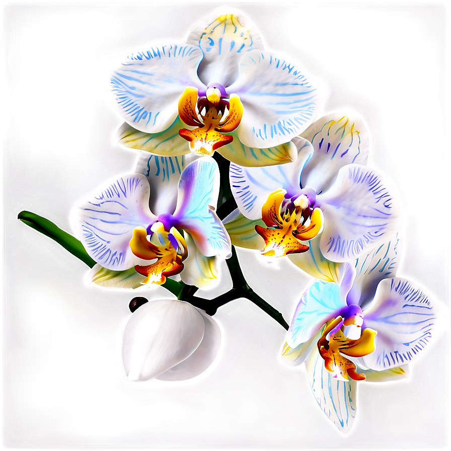 Orchid Flower Png Xut76 PNG