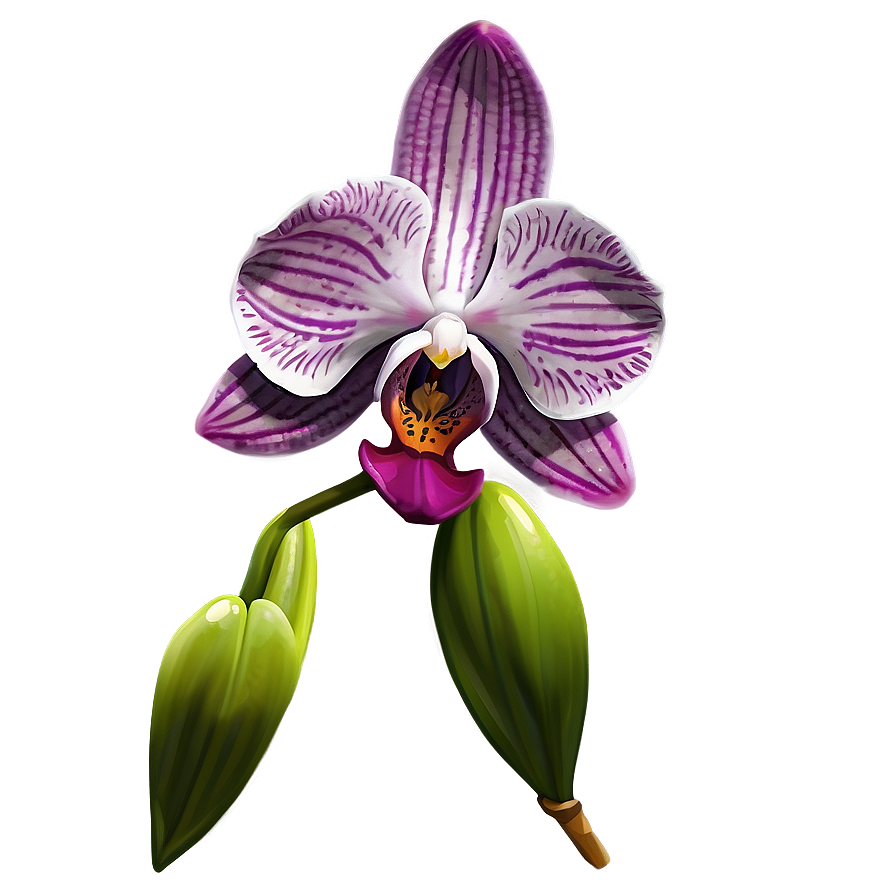 Orchid Flower Sketch Png 05252024 PNG