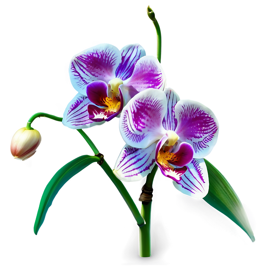 Orchid Flower Transparent Png Pbi83 PNG